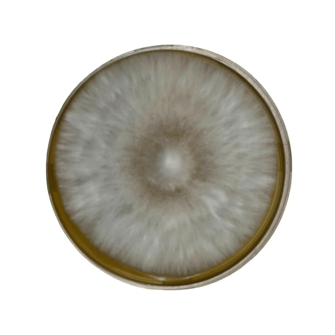 Colonized Mushroom Culture On Agar Plate | Native Pearl Giant Oyster | Pleurotus ostreatus sapidus 1 A round petri dish with white, fuzzy mould growing in a circular pattern on its surface.