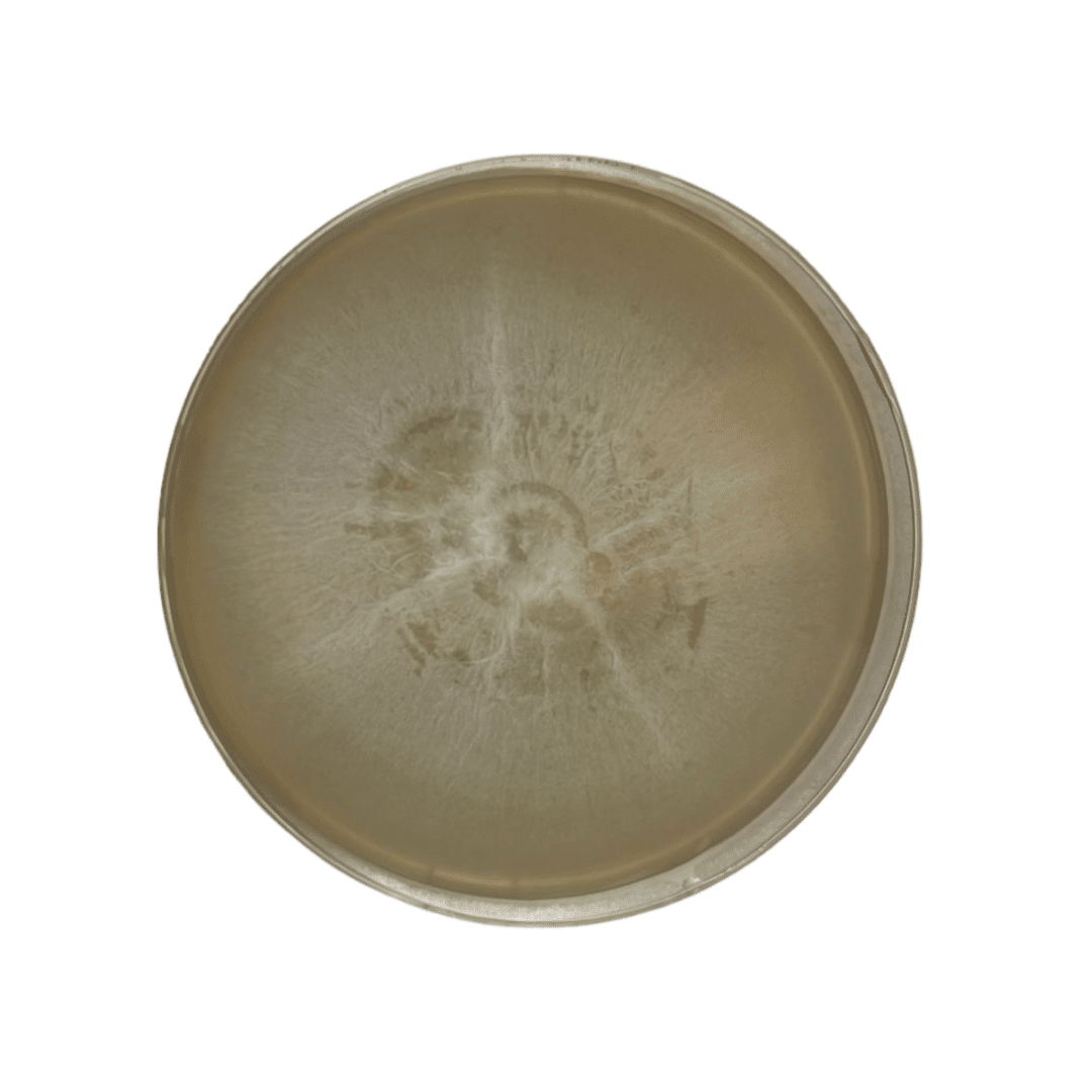 Colonized Mushroom Culture On Agar Plate | Portobello | Agaricus bisporus 1 A round petri dish with beige bacterial or fungal growth spreading from the centre.