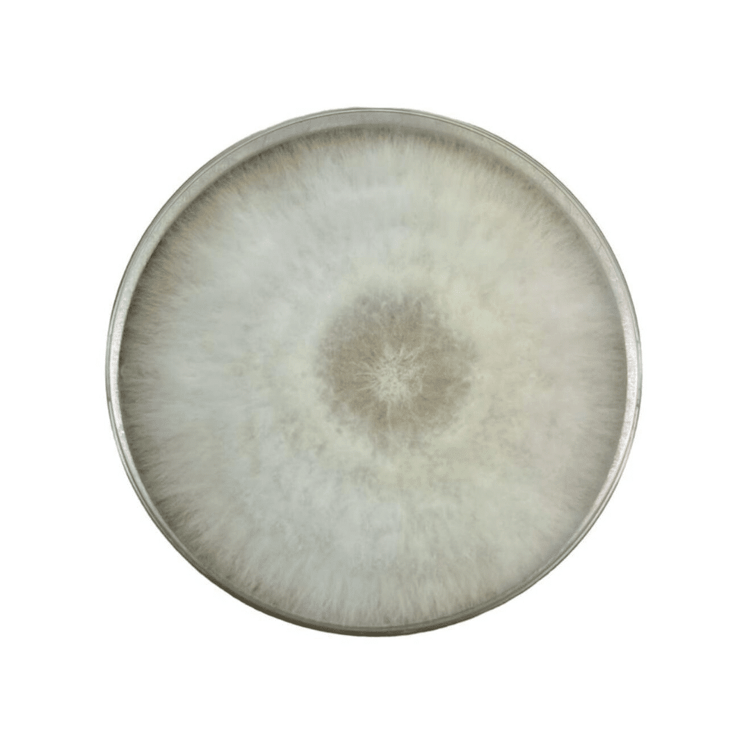 Colonized Mushroom Culture On Agar Plate | Princess of Pearl Oyster | Pleurotus ostreatus 1 A round ceramic plate with a gradient pattern in soft grey and beige tones.