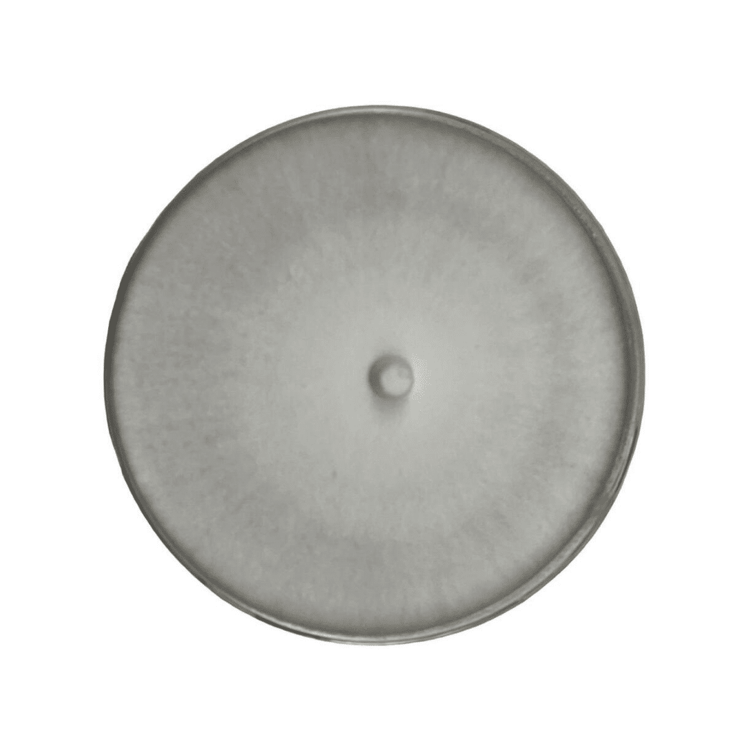 Colonized Mushroom Culture On Agar Plate | Reishi | Ganoderma steyaertanum 1 A circular, greyish disc with a slightly darker rim and a small raised bump in the centre.