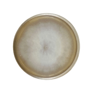 Home 30 A Colonised Mushroom Culture On Agar Plate (Shaggy Mane | Coprinus comatus) with a circular, fuzzy white colony growing on the agar surface.