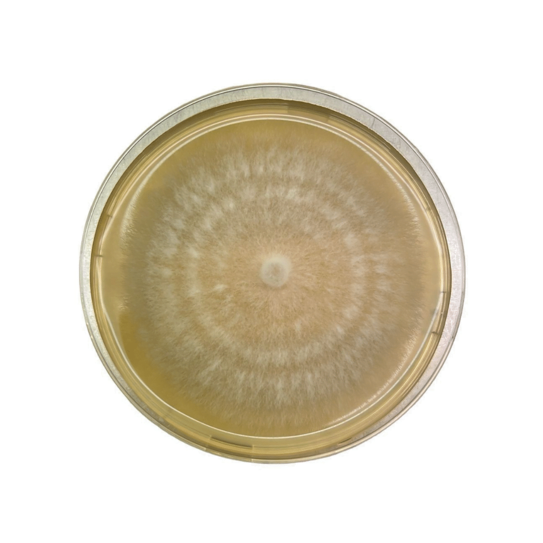 Colonized Mushroom Culture On Agar Plate | Sajor Caju Oyster | Pleurotus sojor caju 1 A petri dish with a circular, fuzzy fungal colony growing on a yellowish agar surface.
