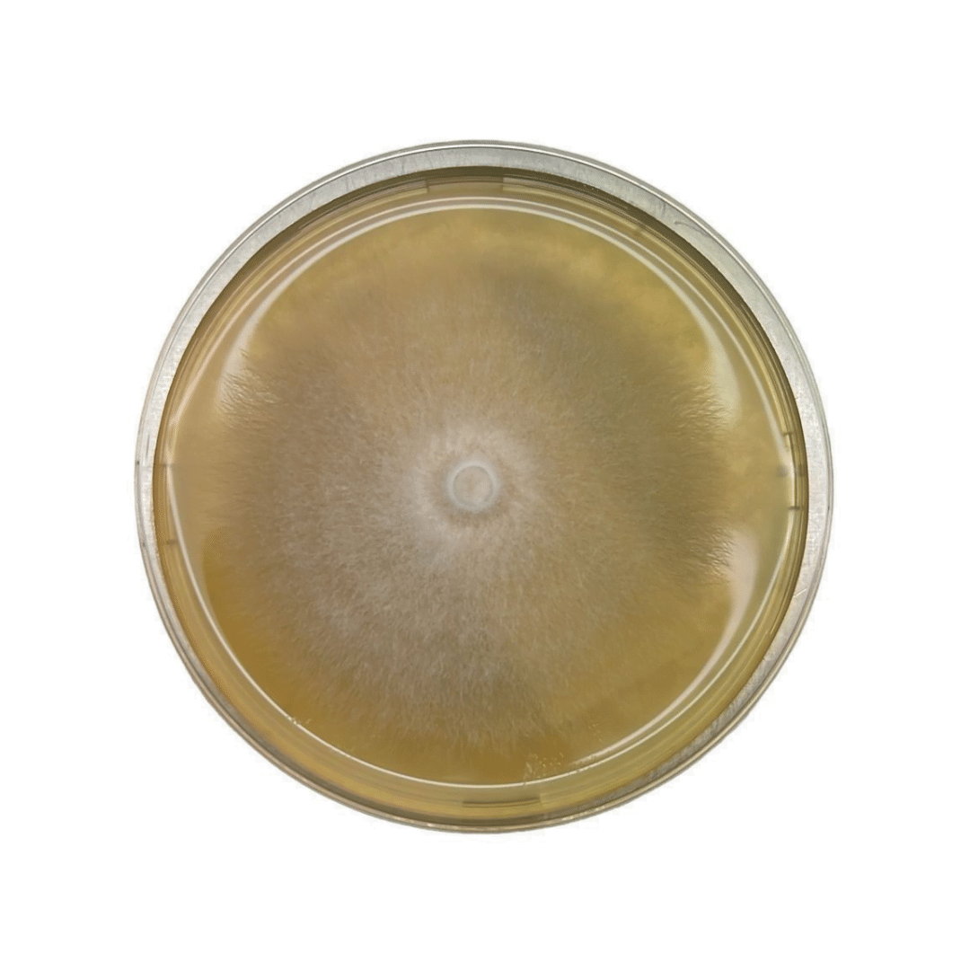 Colonized Mushroom Culture On Agar Plate | Shiitake – 5000 | Lentinula edodes 1 A petri dish with a circular, fuzzy fungal colony growing on yellowish agar.