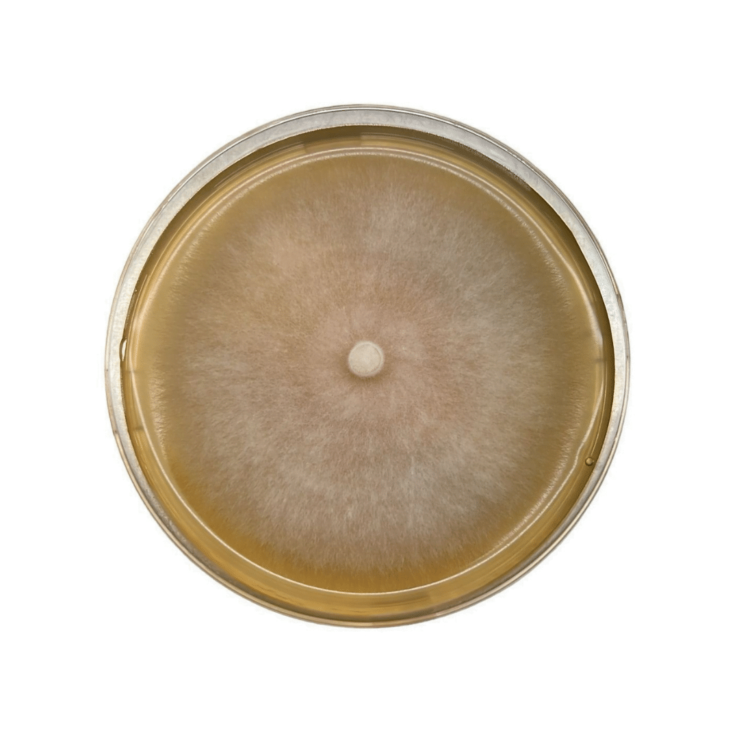 Colonized Mushroom Culture On Agar Plate | Straw Shiitake | Lentinula edodes 1 Top view of a petri dish with a round, fuzzy mould colony growing on yellowish agar.