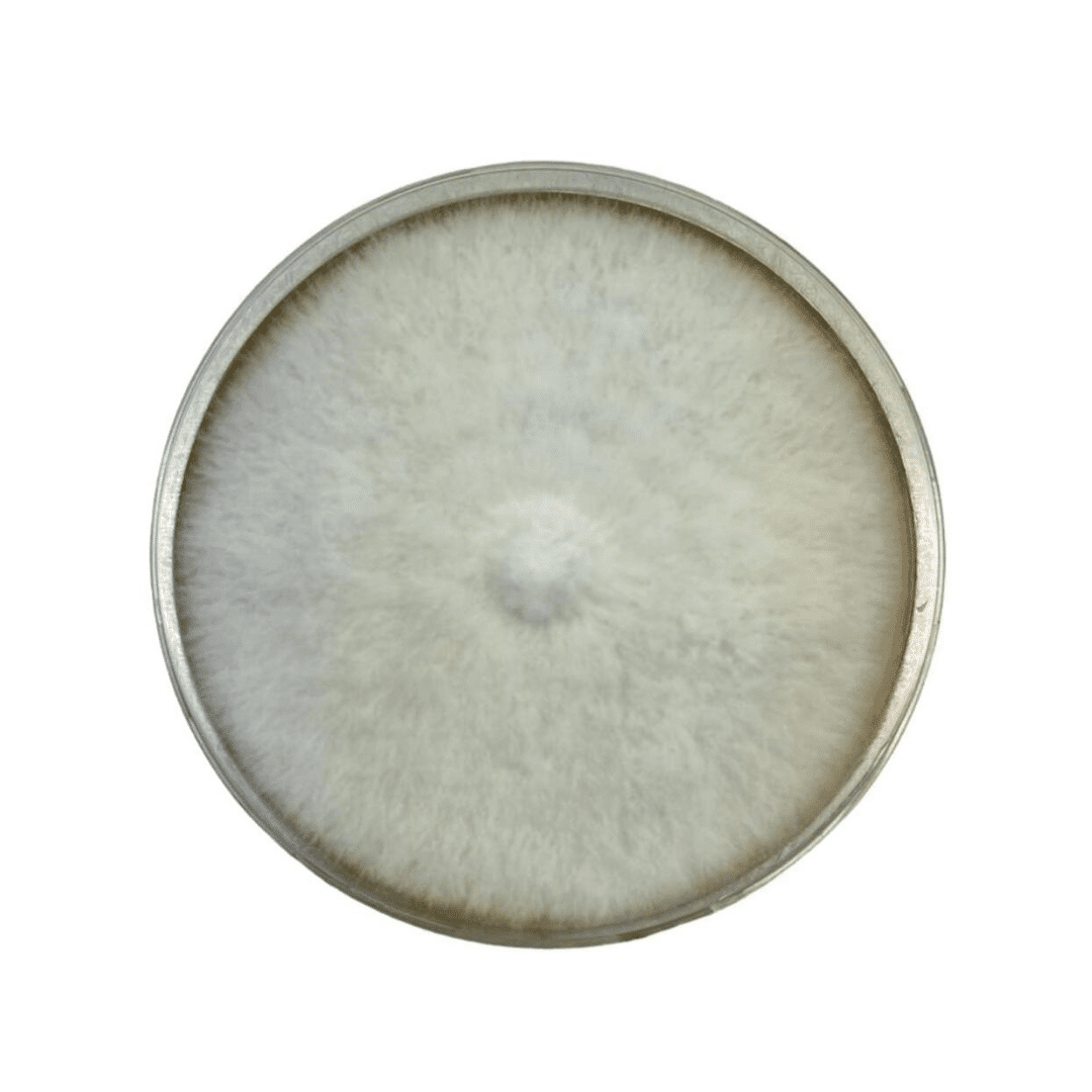 Colonized Mushroom Culture On Agar Plate | Tan Oyster | Pleurotus ostreatus 1 A round petri dish with dense white mould or fungal growth covering the entire surface.