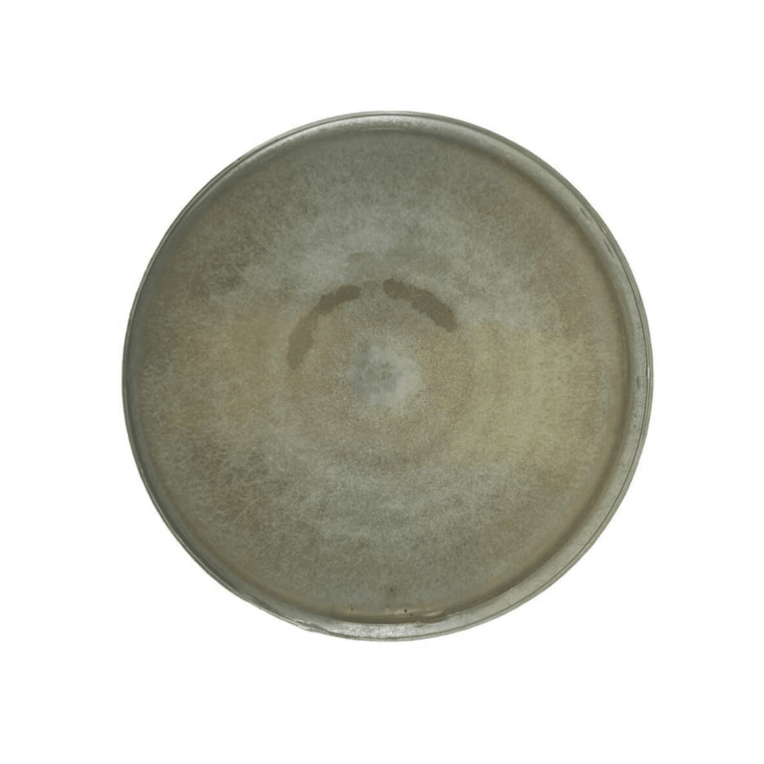 Colonized Mushroom Culture On Agar Plate | Turkey Tail | Trametes versicolor polyporale 1 A round, empty, weathered metal plate viewed from above against a white background.