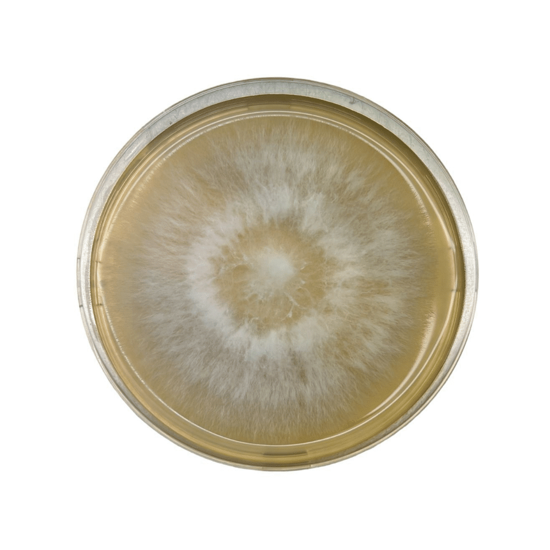 Colonized Mushroom Culture On Agar Plate | Phoenix Oyster | Pleurotus pulmonarius 1 Petri dish with a circular, fuzzy white and brown mould colony growing on nutrient agar.
