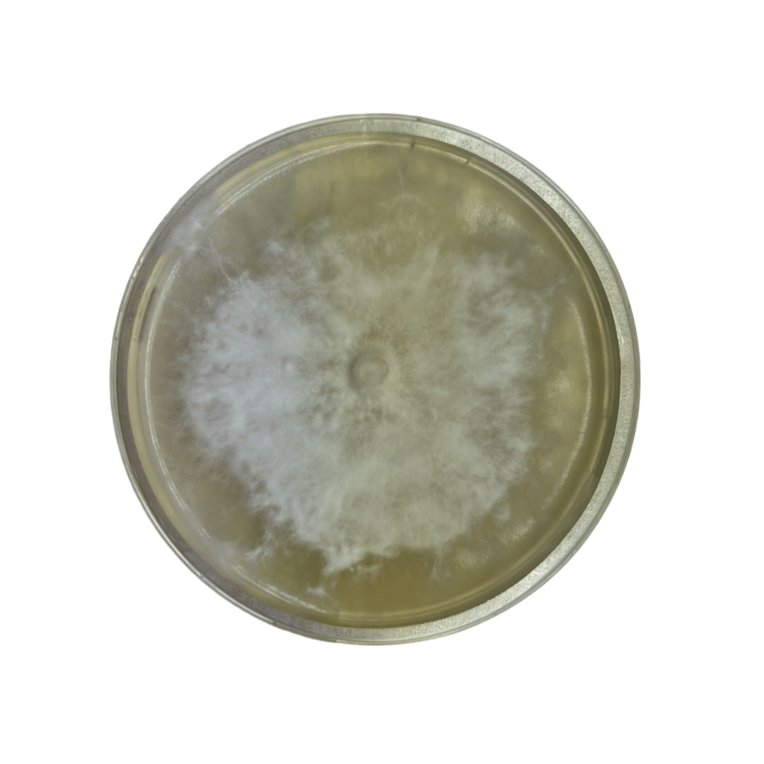 Colonized Mushroom Culture On Agar Plate for Wine Cap (Stropharia rugosoannulata) 1 A petri dish with a circular, white mould colony growing on a yellowish agar medium.