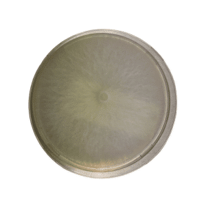 Home 32 Round petri dish with white, fuzzy mould colony growing symmetrically on a clear agar surface.