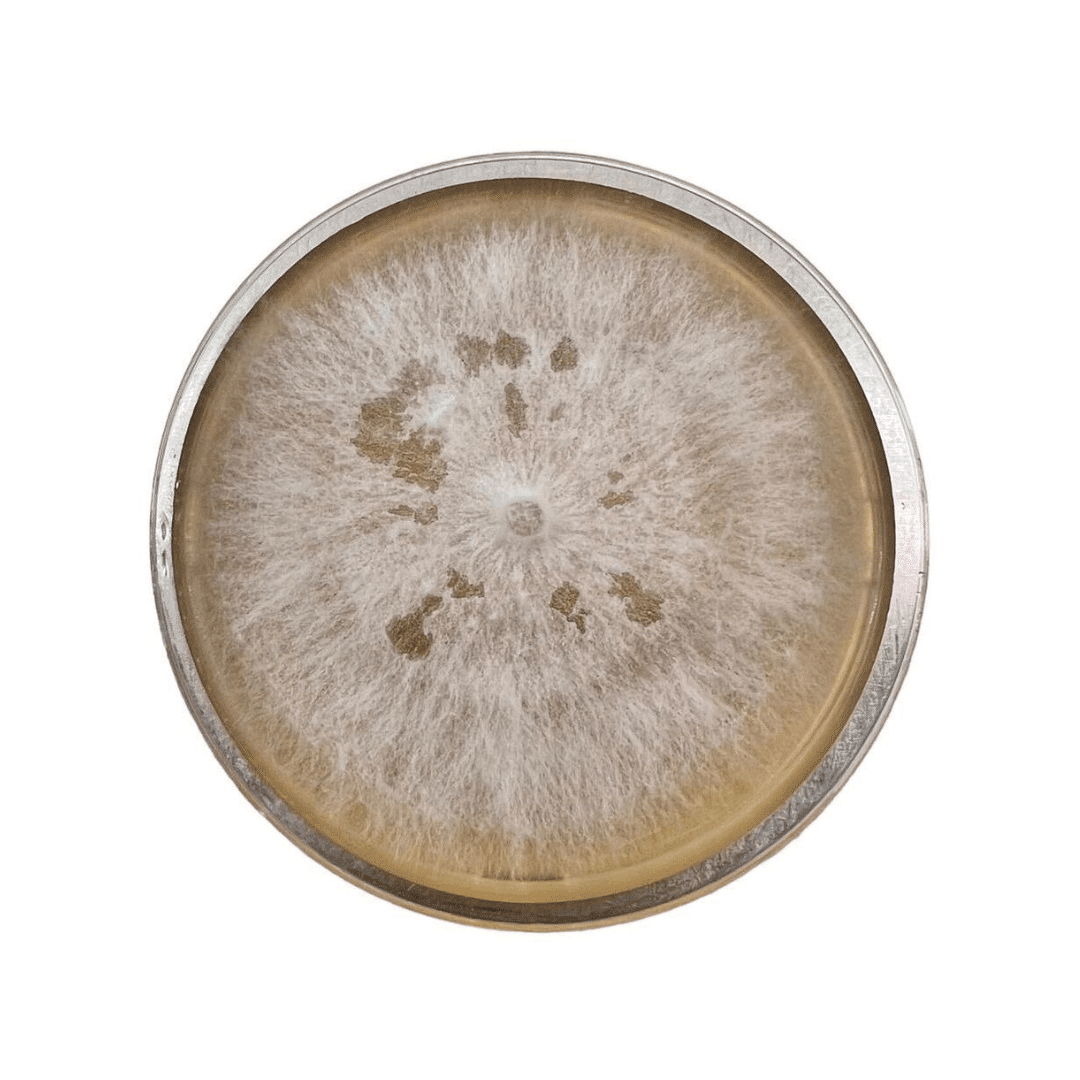 Colonized Mushroom Culture On Agar Plate | Yellow Oyster | Pleurotus citrinopileatus 1 Petri dish with white, fuzzy mould colony growing on a yellowish agar surface, viewed from above.