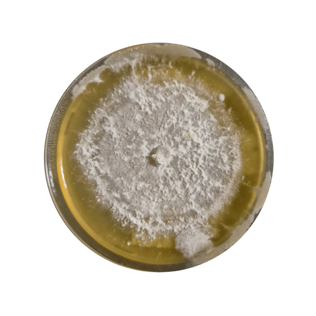 Colonized Mushroom Culture On Agar Plate | Coral Tooth | Hericium coralloides 1 A petri dish with white mould growing on yellow agar, showing a circular pattern of fungal colonies.
