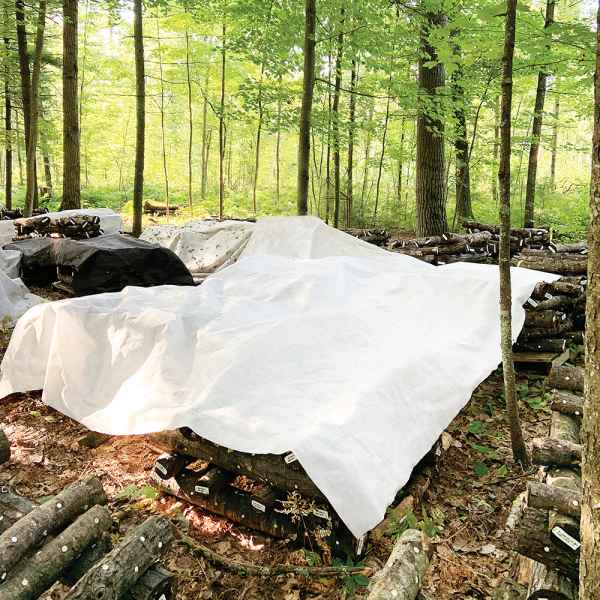 Stacks of logs covered with the Light Log Blanket rest in a sunlit forest clearing.