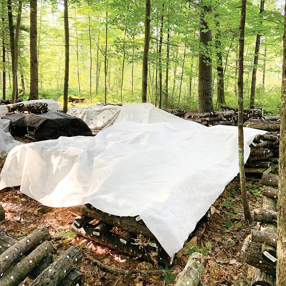 Light Log Blanket 4 Stacks of logs covered with the Light Log Blanket rest in a sunlit forest clearing.