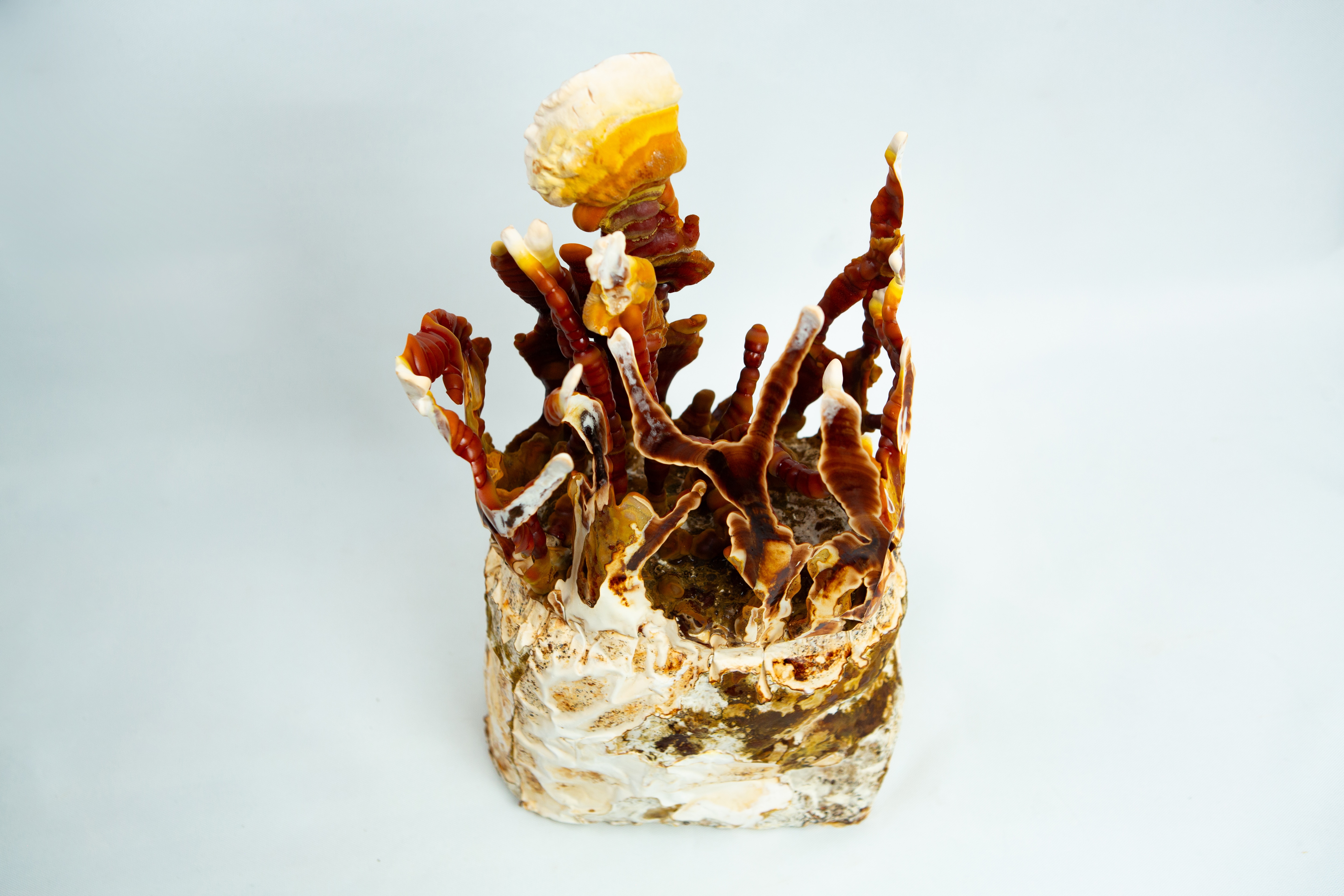 Dehydrated Reishi Mushroom (Whole or powder) Australian grown 2 A cluster of reddish-brown and white mushrooms grows from a textured base, possibly thriving with the help of the CO2 Generator Bag 3kg, set against a plain white background.
