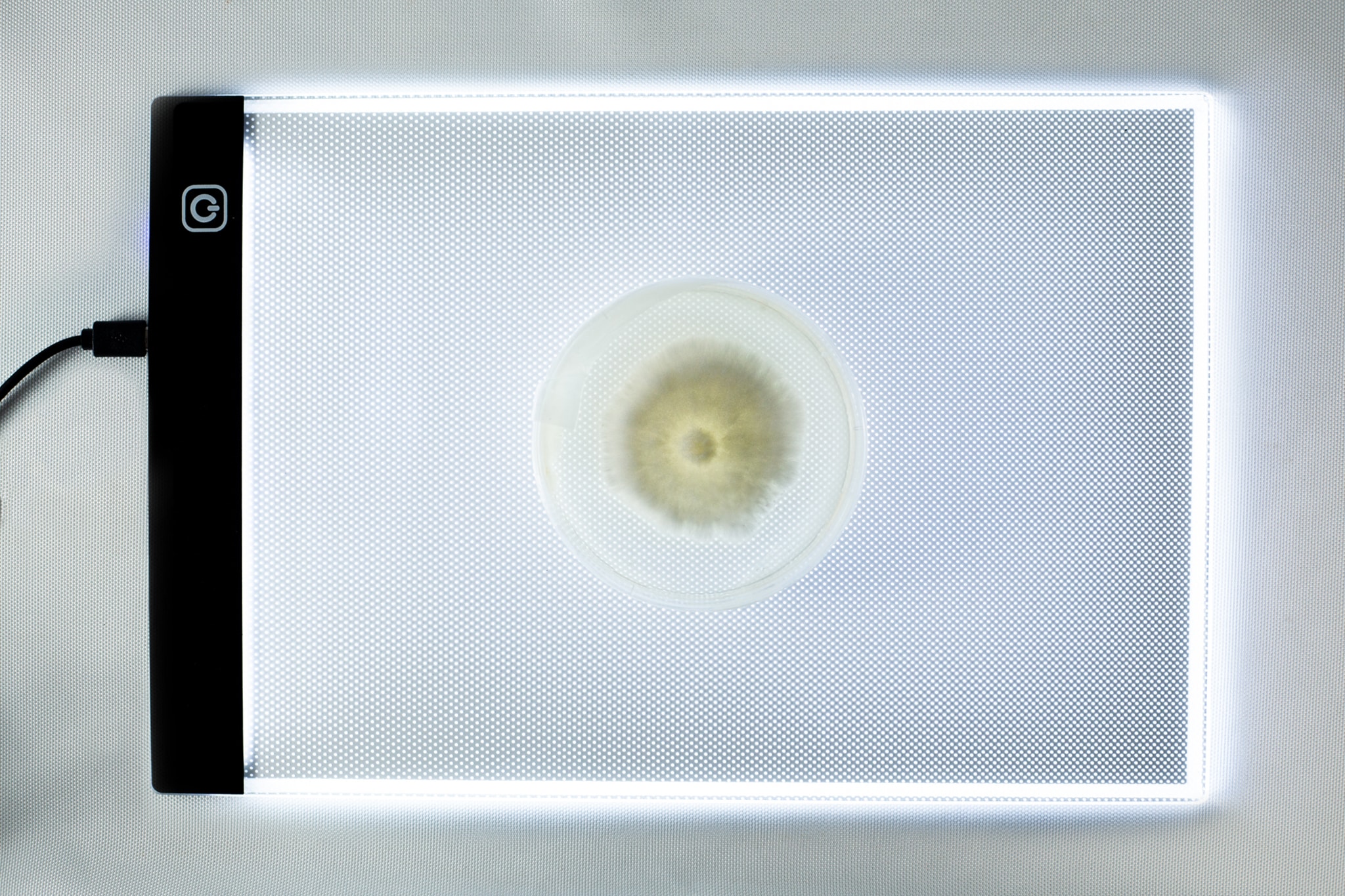 LED light Pad for agar 3 A petri dish with mould sits on a lit tablet or light box, viewed from above.