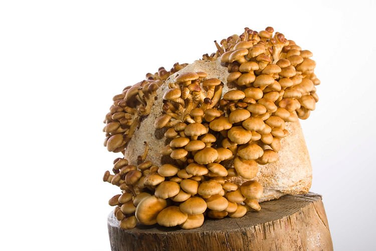 Log Dowel Mushroom Plug Spawn | Nameko | Pholiota microspora 1 A cluster of Nameko (Pholiota microspora) mushrooms grown from Log Dowel Mushroom Plug Spawn on a loaf of bread, set atop a wooden surface with a white backdrop.