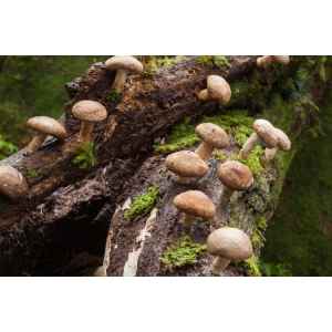 Shiitake mushrooms (Lentinula edodes) growing on a mossy, fallen tree trunk in a forest—cultivate your own with Log Dowel Mushroom Plug Spawn 5000.