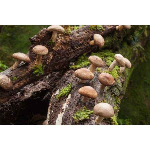Shiitake mushrooms (Lentinula edodes) growing on a mossy, fallen tree trunk in a forest—cultivate your own with Log Dowel Mushroom Plug Spawn 5000.