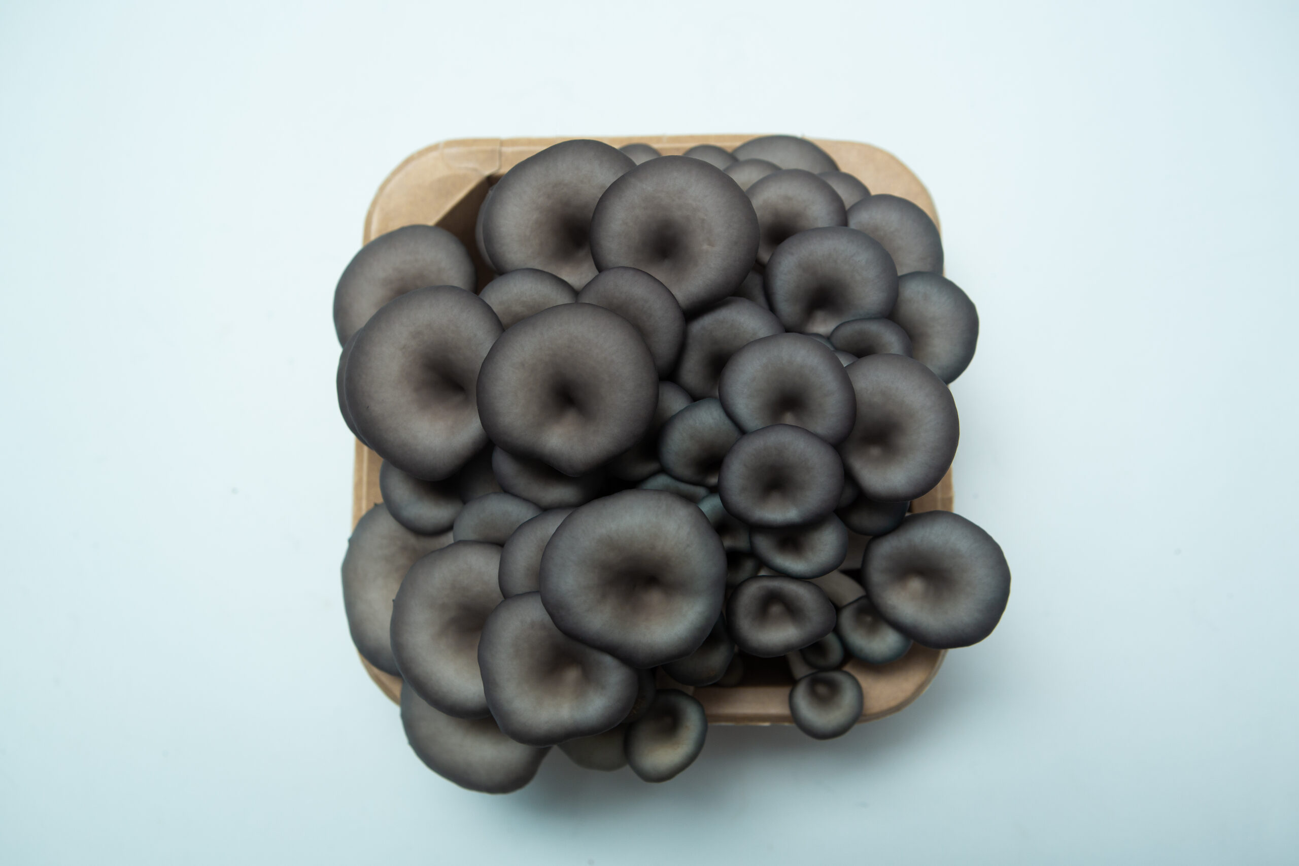 Sawdust spawn for mushroom log inoculation, garden bed and bucket- 3kg | Blue Pearl Oyster | Pleurotus columbinus 4 Top view of a Colonised Mushroom Culture On Agar Plate featuring Blue Pearl Oyster (Pleurotus columbinus), highlighting the unique beauty of cultivated mycelium against a clean white background.
