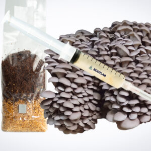 The Pearl Oyster Mushroom Grow Kit is shown on a white background with its included syringe, substrate bag, and a cluster of grey oyster mushrooms.
