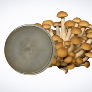 A cluster of brown mushrooms stands behind a Colonised Mushroom Culture On Agar Plate | Swordbelt | Agrocybe aegerita, with white fungal growth visible on the agar plate.