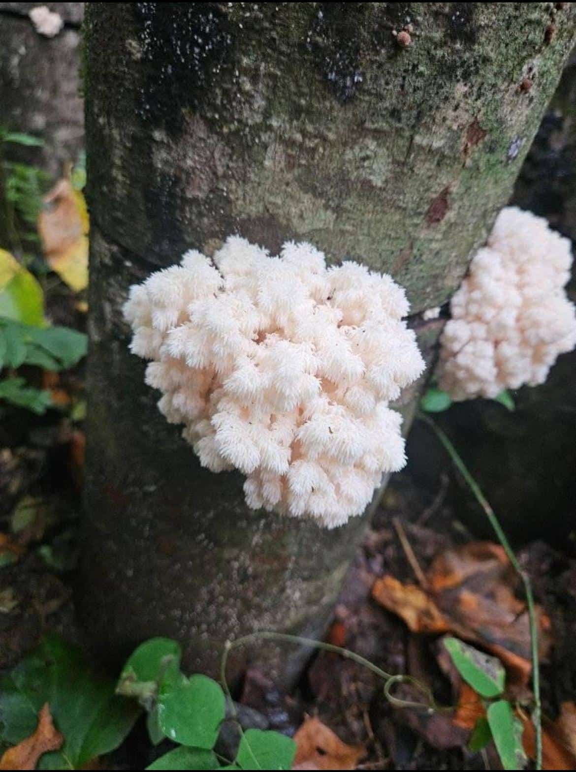 Sawdust spawn for mushroom log inoculation- 3kg| Coral Tooth | Hericium coralloides 1 Coral Tooth (Hericium coralloides) mushrooms, known for their white, fluffy clusters, can be grown by inoculating logs with this 3kg sawdust spawn—ideal for cultivating on tree trunks in a forest environment.