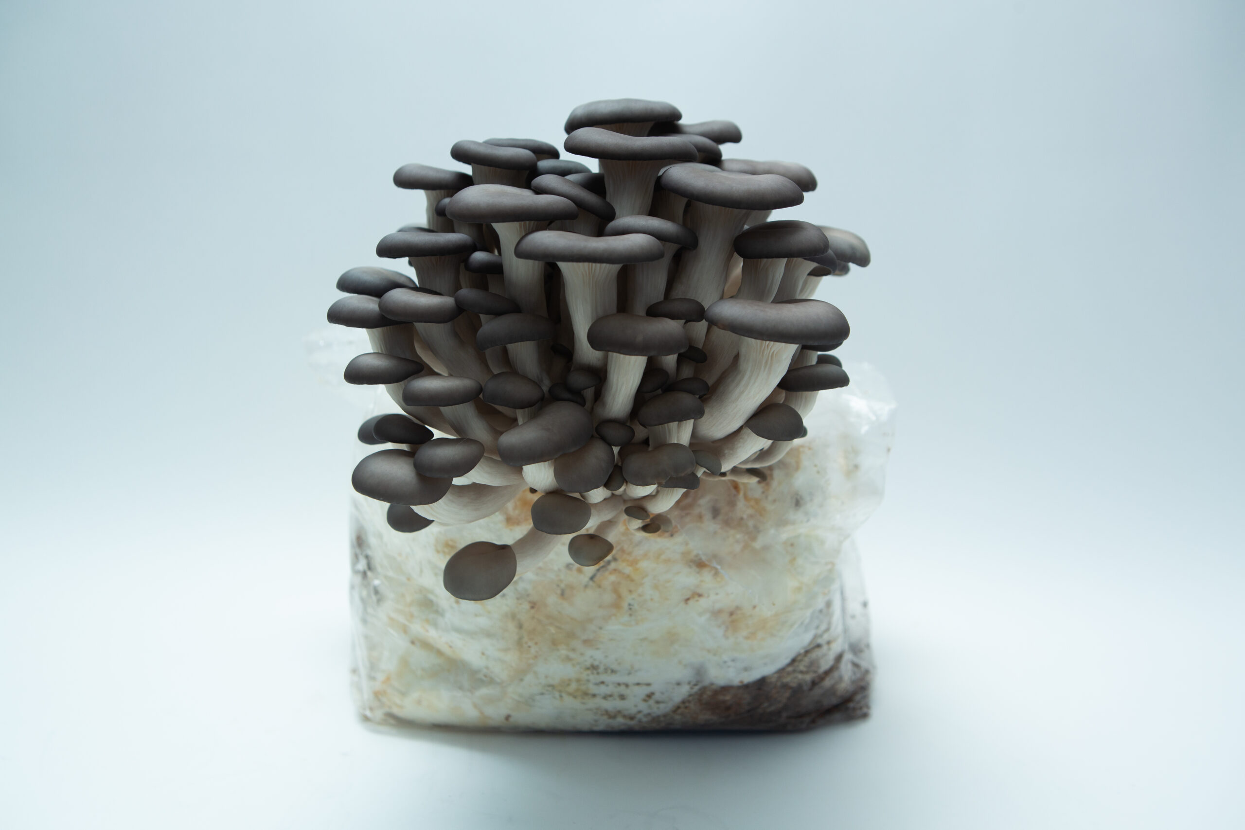 Sawdust spawn for mushroom log inoculation, garden bed and bucket- 3kg | Blue Pearl Oyster | Pleurotus columbinus 5 A Colonised Mushroom Culture On Agar Plate featuring Blue Pearl Oyster (Pleurotus columbinus), displayed on a plain white background.