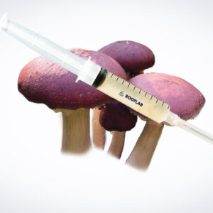 A Mushroom Liquid Culture | Wood Ear | Auricularia auricula-judae syringe is displayed above three red-capped mushrooms and wood ear (Auricularia auricula-judae) on a white background.