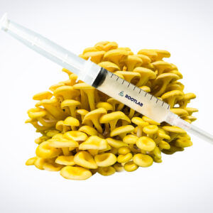 The Mushroom Liquid Culture | Yellow Oyster | Pleurotus citrinopileatus is shown in a syringe placed on fresh yellow oyster mushrooms, set against a white background.