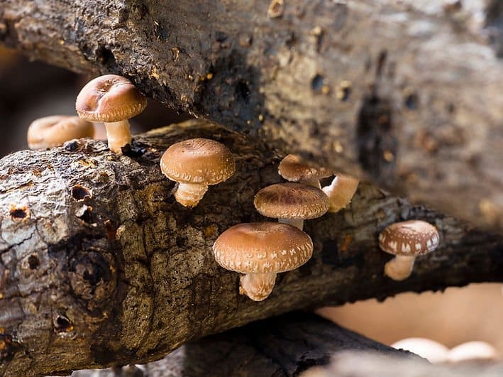 Log Dowel Mushroom Plug Spawn | Shiitake 3782 | Lentinula edodes 1 Shiitake 3782 (Lentinula edodes) log dowel mushroom plug spawn growing as small brown mushrooms on rough, weathered logs in a natural outdoor setting.