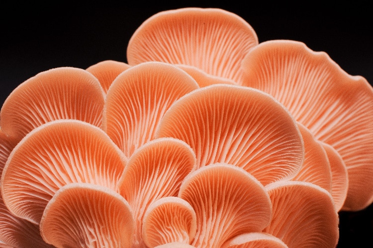 Pink Oyster | Pleurotus djamor | Mushroom Grow Kit- Spray and Grow - 3kg 1 Close-up of clustered Shiitake mushrooms (Lentinula edodes) grown from Log Dowel Mushroom Plug Spawn 5000, displaying delicate fan-shaped gills against a black background.
