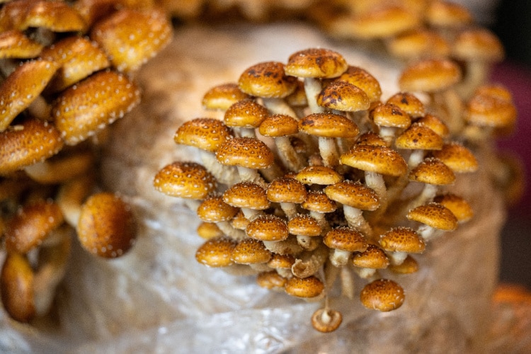 Log Dowel Mushroom Plug Spawn | Chestnut | Pholiota adiposa 1 Cluster of small, brown Chestnut mushrooms (Pholiota adiposa) with speckled caps growing closely together from Log Dowel Mushroom Plug Spawn.