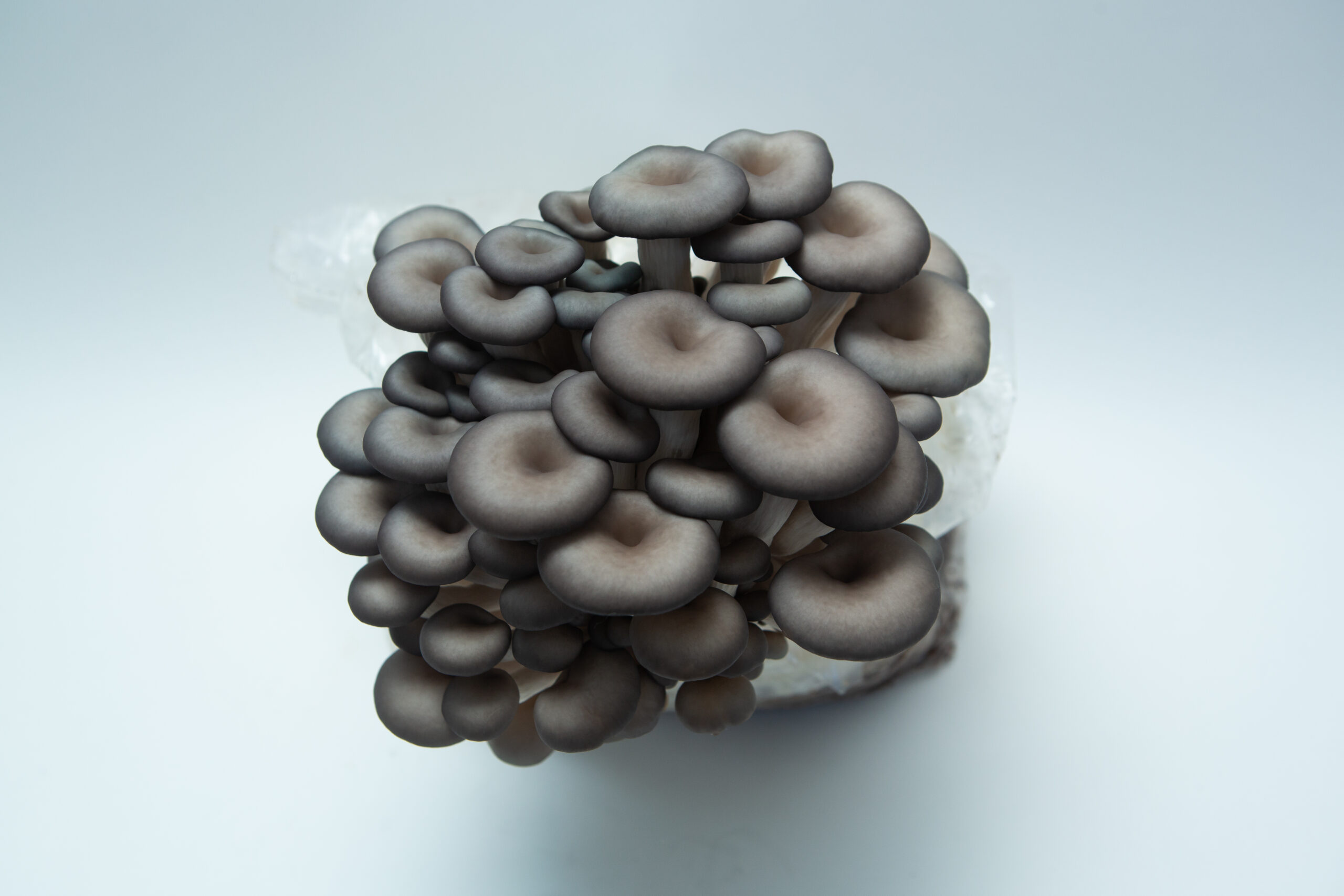 Sawdust spawn for mushroom log inoculation, garden bed and bucket- 3kg | Blue Pearl Oyster | Pleurotus columbinus 3 A Colonised Mushroom Culture On Agar Plate featuring Blue Pearl Oyster (Pleurotus columbinus), displaying the distinct colouration and optimal growth characteristic of this premium strain.