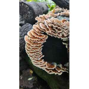 Beige, ruffled mushrooms—Native Turkey Tail (Trametes versicolor polyporales)—grow on a dark, decaying log; cultivate your own with Log Dowel Mushroom Plug Spawn.
