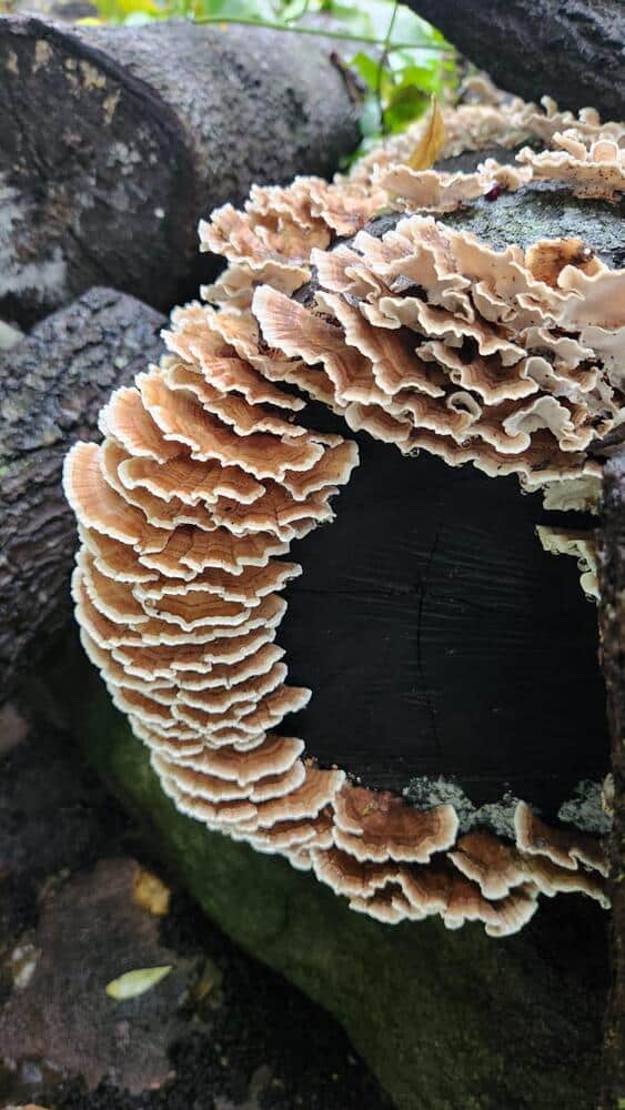 Sawdust spawn for mushroom log inoculation- 3kg | Turkey Tail | Trametes versicolor polyporales 1 Beige, ruffled mushrooms—Native Turkey Tail (Trametes versicolor polyporales)—grow on a dark, decaying log; cultivate your own with Log Dowel Mushroom Plug Spawn.