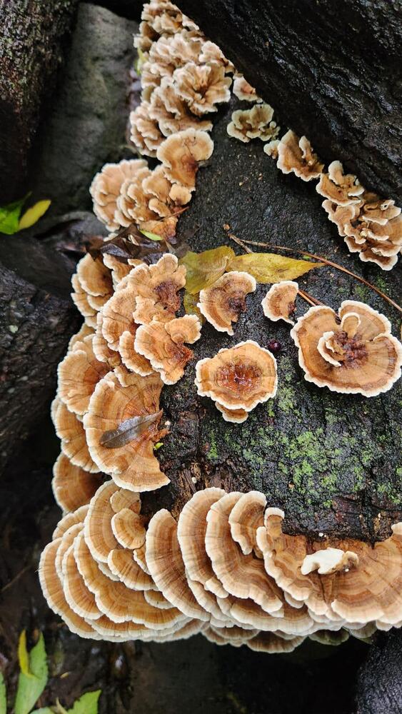 Sawdust spawn for mushroom log inoculation- 3kg | Turkey Tail | Trametes versicolor polyporales 3 Native Turkey Tail (Trametes versicolor) mushroom plugs growing as a brown and white cluster on a dark, mossy log.