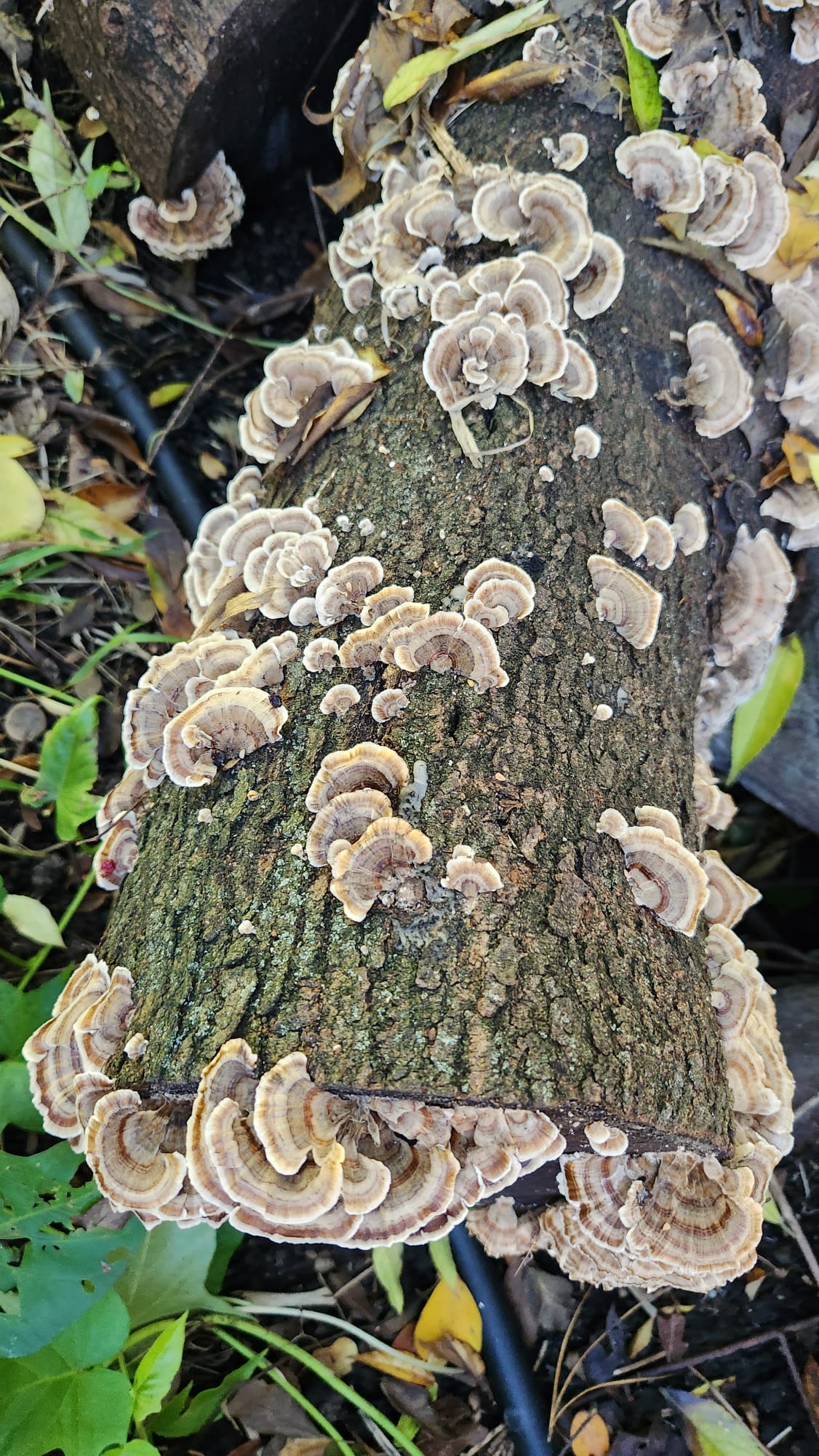 Log Dowel Mushroom Plug Spawn | Native Turkey Tail | Trametes versicolor polyporales 2 Clusters of native turkey tail (Trametes versicolor) mushrooms, grown from Log Dowel Mushroom Plug Spawn, appear on a fallen log amid green leaves.