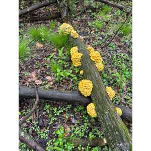 Yellow Oyster (Pleurotus citrinopileatus) mushrooms grow on a fallen log in a green forest, illustrating the results of using Log Dowel Mushroom Plug Spawn.