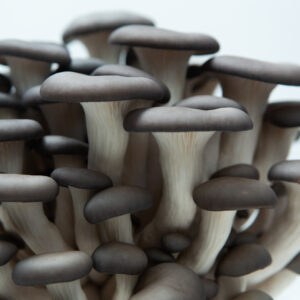 Close-up of Colonised Mushroom Culture On Agar Plate | Blue Pearl Oyster (Pleurotus columbinus), featuring a cluster with light stems and dark caps against a white background, highlighting the beauty of this unique mushroom culture.