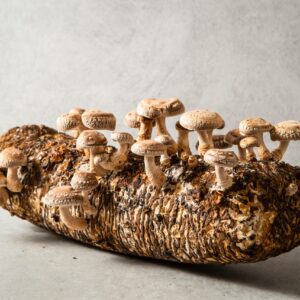 Straw Shiitake (Lentinula edodes) mushrooms from Mushroom Liquid Culture | Commercial variety, growing on a log against a light grey background.