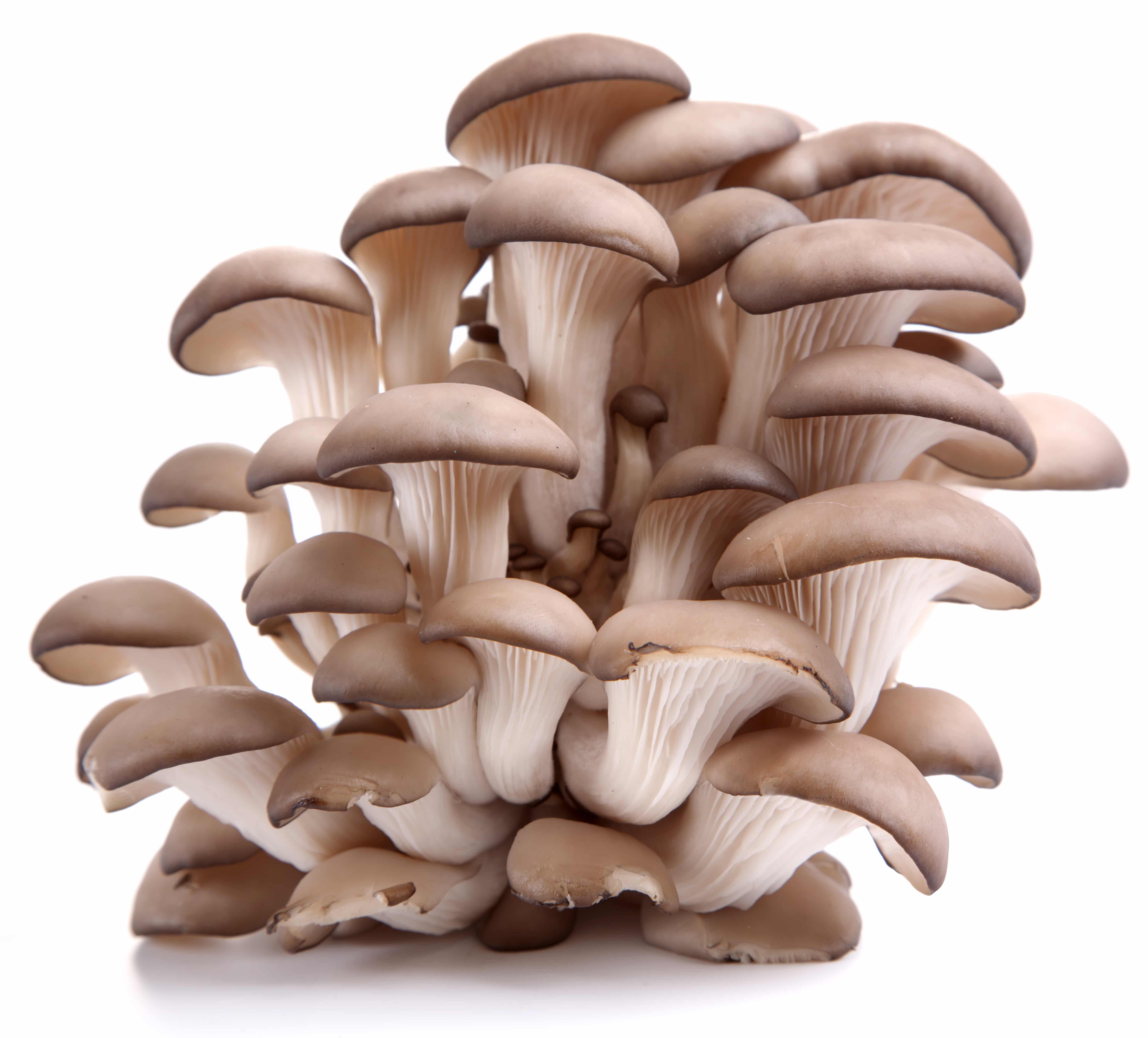 Sawdust spawn for mushroom log inoculation, Garden bed and bucket- 3kg | Tan Oyster | Pleurotus ostreatus 1 Sawdust spawn for mushroom log inoculation & outdoor garden bed (3kg) – Tan Oyster (Pleurotus ostreatus): ideal for growing clusters of fresh oyster mushrooms with light brown caps and white stems.