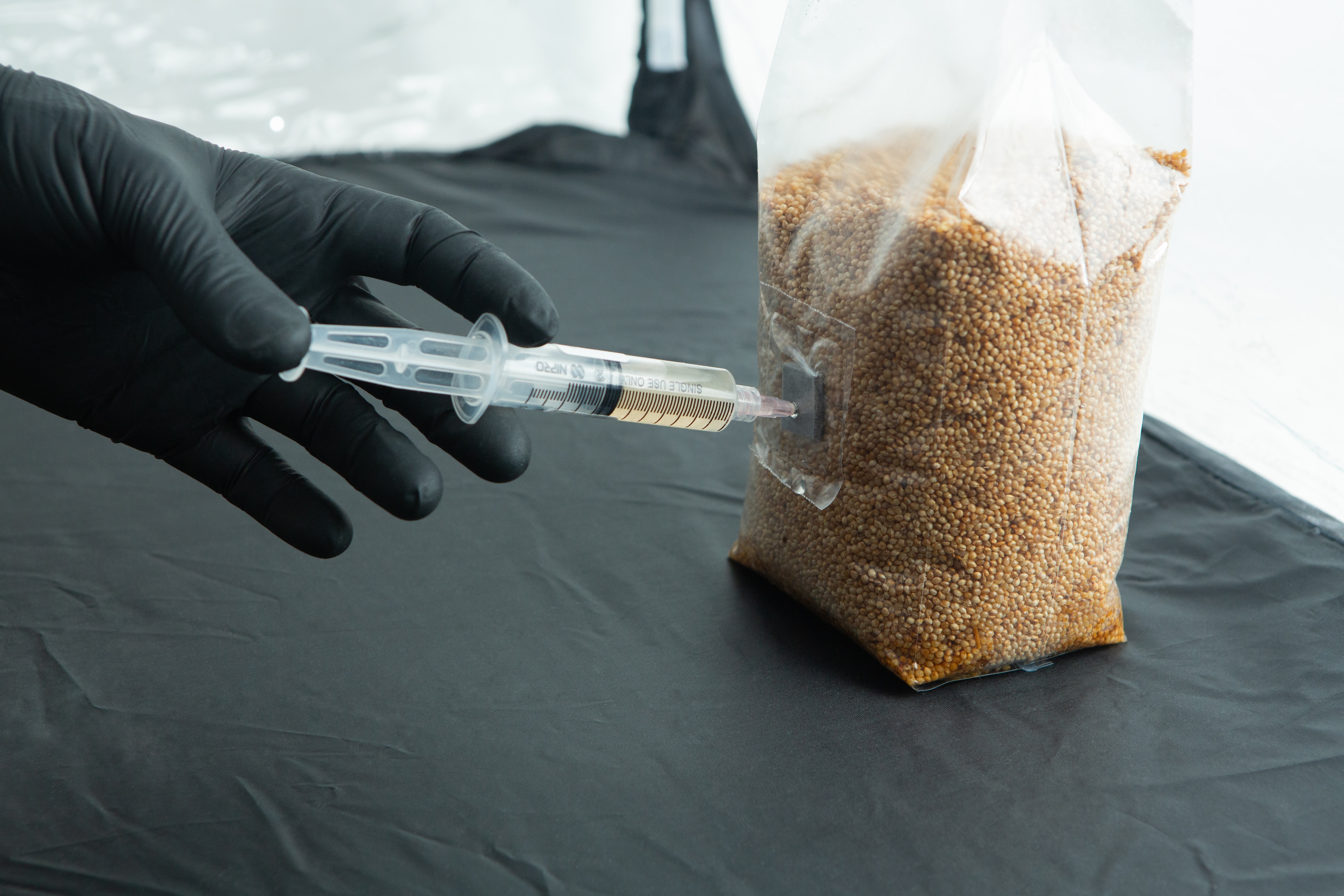 Still Air Box (SAB)| Mushroom | Large | Pop up 6 A gloved hand injects liquid from a syringe into a plastic bag filled with brown grains.