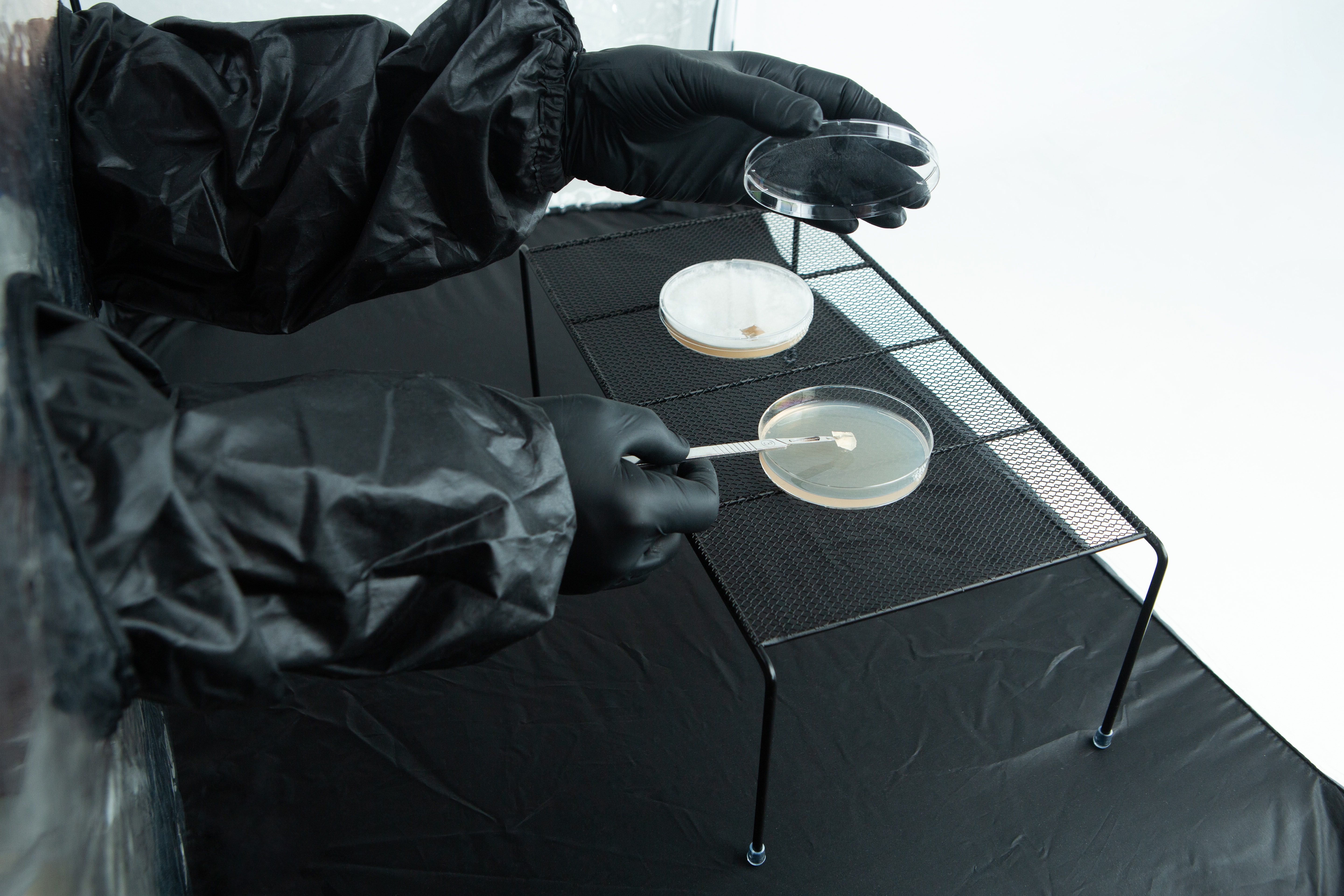 Nitrile Powder Free Disposable Gloves 6 Person in black gloves and lab coat handling petri dishes on a metal rack with a cotton bud.