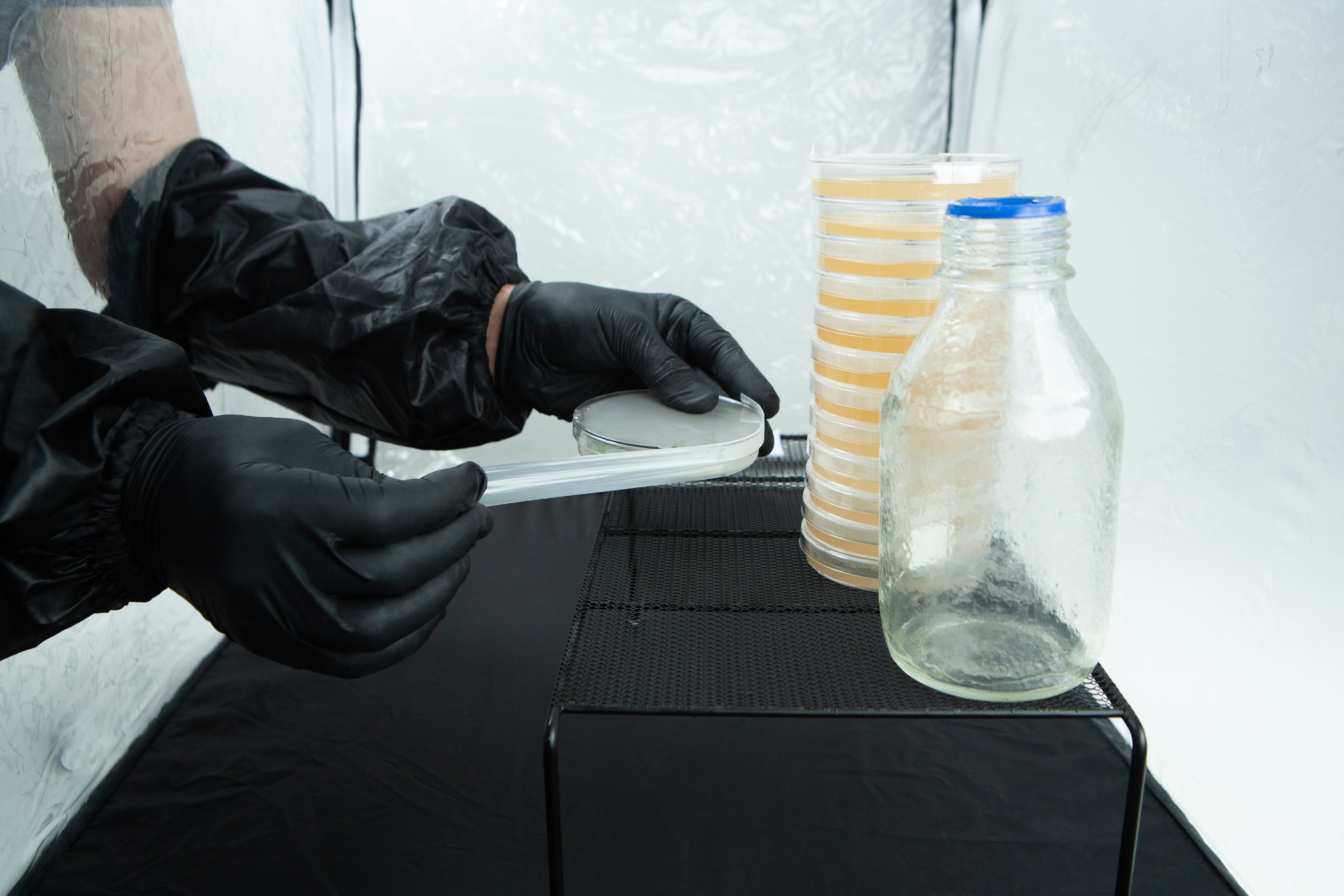 Nitrile Powder Free Disposable Gloves 5 Person in black gloves handling petri dishes next to a glass jar in a sterile laboratory environment.
