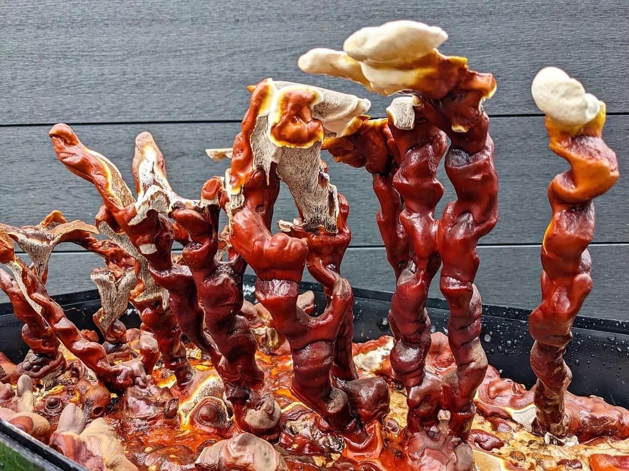 Dehydrated Reishi Mushroom (Whole or powder) Australian grown 3 Red and brown twisted mushrooms with cream caps grow closely together in a Max Yield Bins Monotub kit against a dark background.