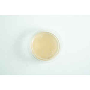 Christmas 2 Biodegradable Agar Cups (MEA | MEAG) filled with light brown liquid, shown from above on a white background.