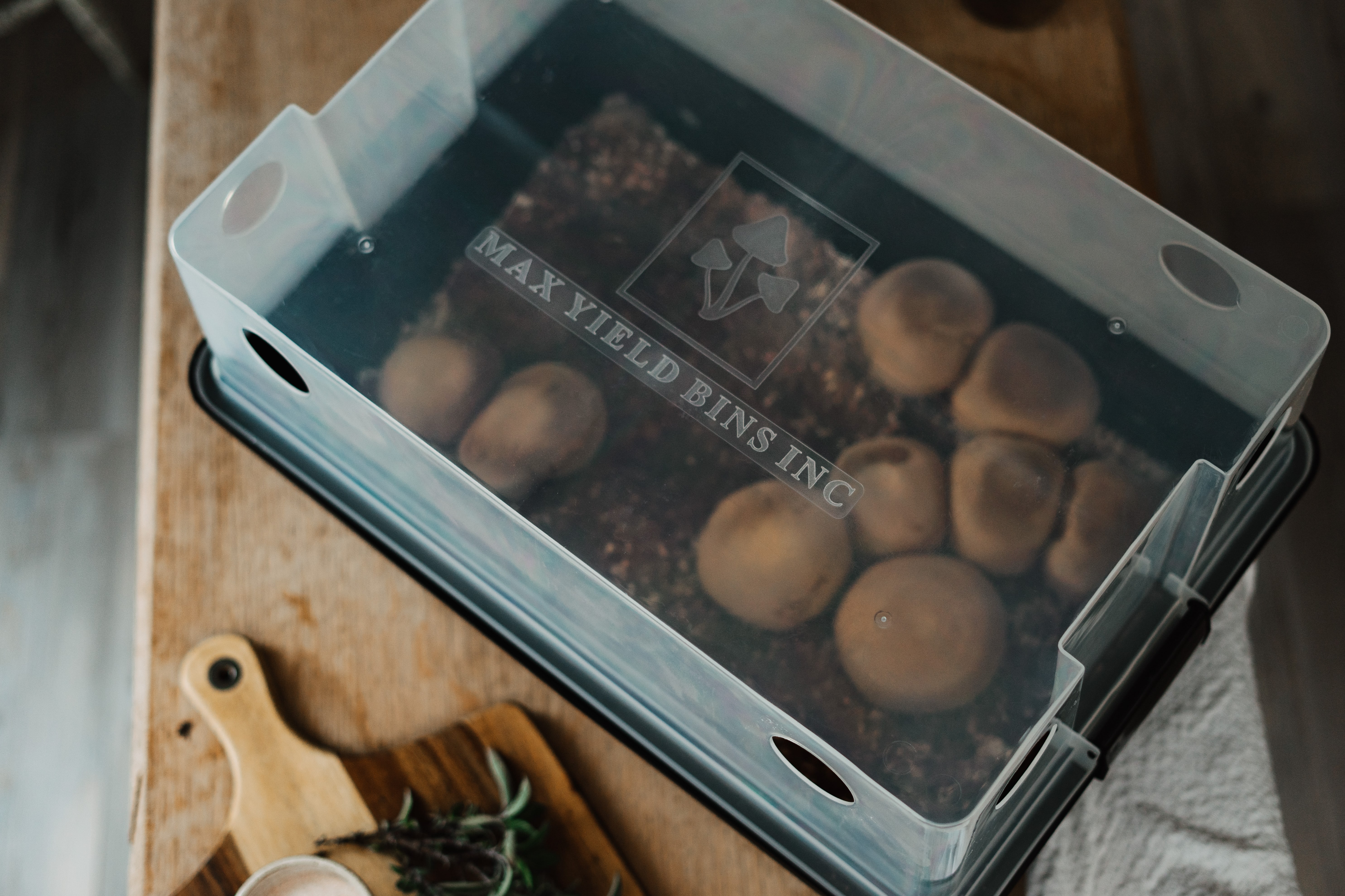 Monotub mushroom growing kit- Max Yield Bins 3 A clear plastic box labelled MAX YIELD BINS INC holds growing mushrooms on a wooden table.