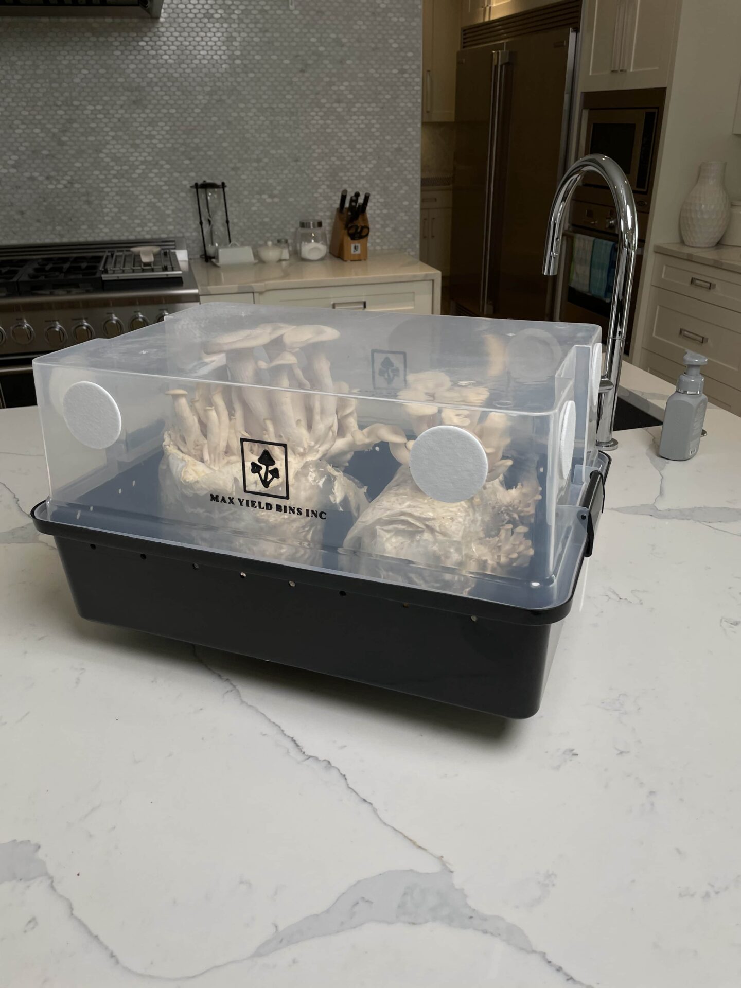 Monotub kit for Growing mushrooms- Max Yield Bins 10 A monotub kit for growing mushrooms—Max Yield Bins, filled with mushrooms, sits on a white kitchen worktop near a sink.