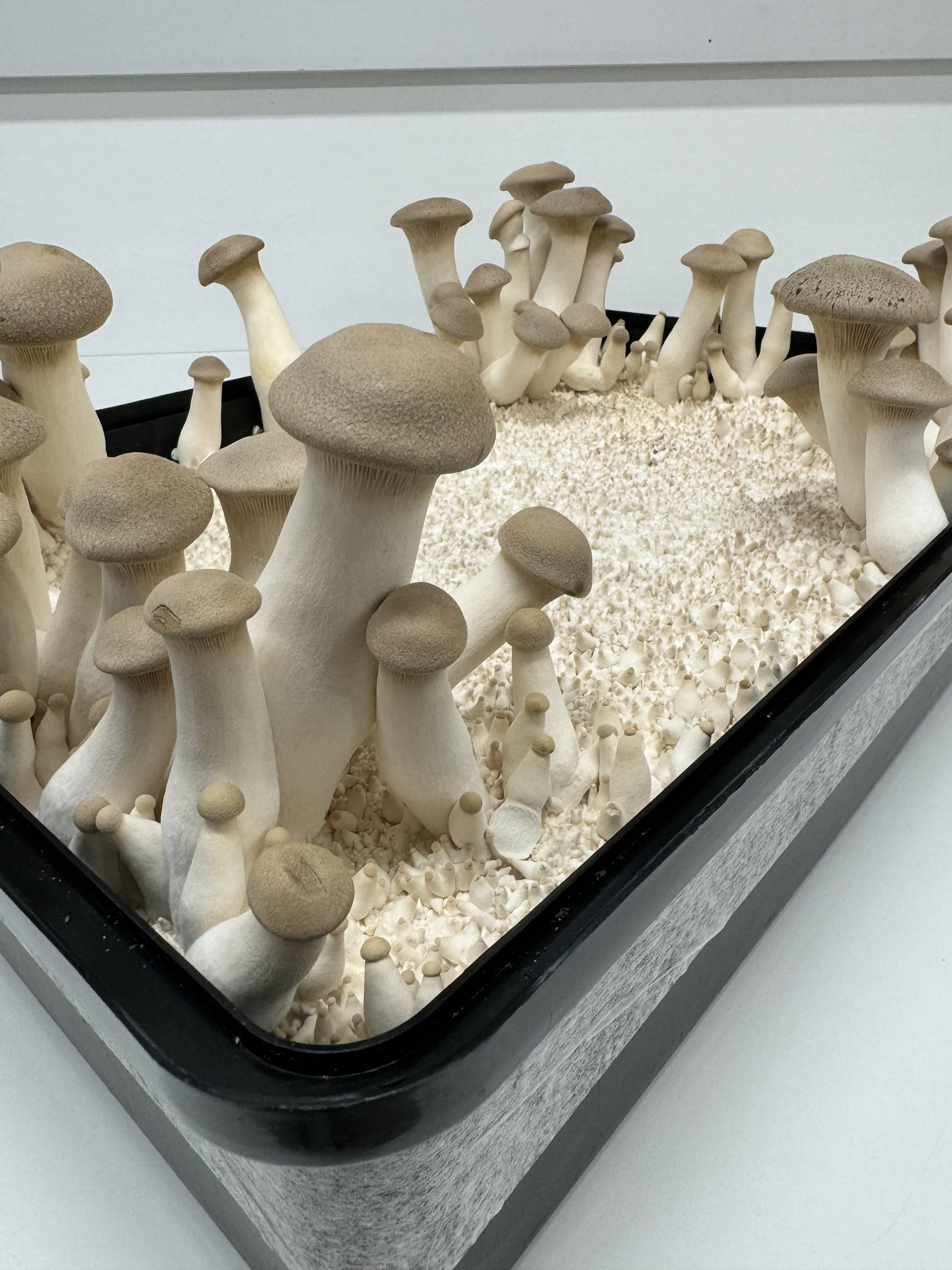 Monotub mushroom growing kit- Max Yield Bins 4 King oyster mushrooms growing in clusters inside a Max Yield Bins monotub kit, a black rectangular container filled with substrate for mushroom cultivation.