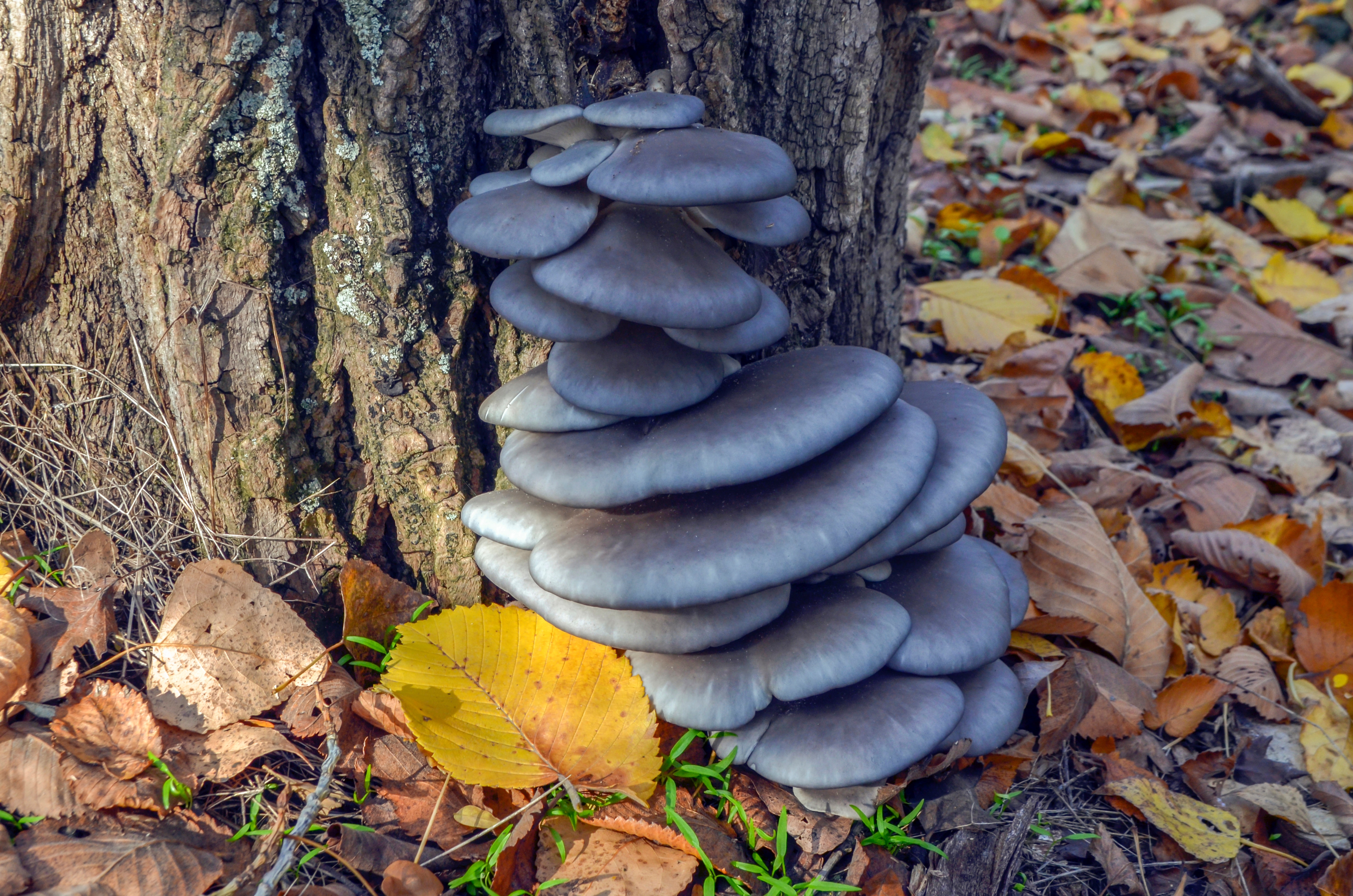 Blue Shimeji | Pleurotus ostreatus | Mushroom Grow Kit- Spray and Grow - 3kg 1 Grey oyster mushrooms growing on a tree trunk, surrounded by fallen autumn leaves on the ground.